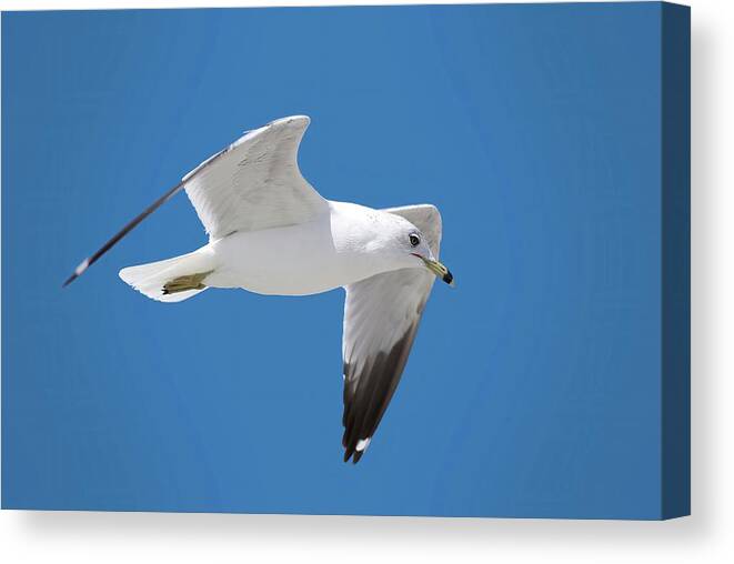 Bird Canvas Print featuring the photograph Seagull over Tybee by Ludwig Keck