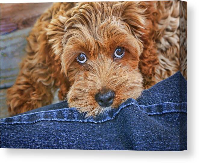 Dogs Canvas Print featuring the photograph Seamus by Nikolyn McDonald