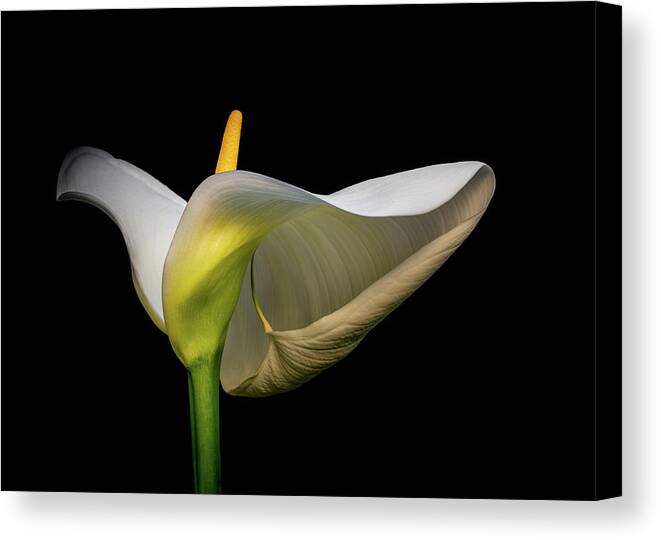 Cala Lily Canvas Print featuring the photograph Sexy white calla lilly by Alessandra RC