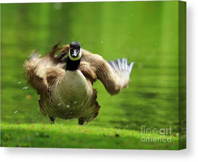 Canada Goose Canvas Print featuring the photograph Shake It Off by Kimberly Furey