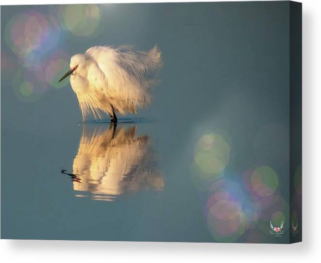 Snowyegret Canvas Print featuring the photograph Shake it Off by Pam Rendall
