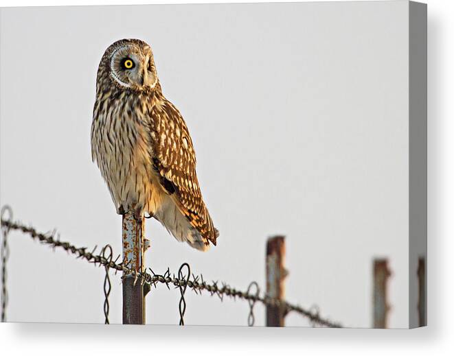 Birds Canvas Print featuring the photograph Short-eared Owl by Wesley Aston