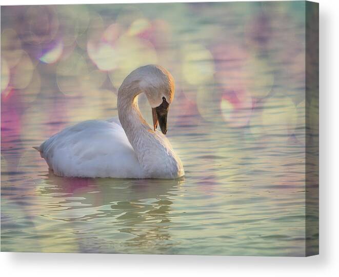 Bashful Canvas Print featuring the photograph Shy Swan by Patti Deters