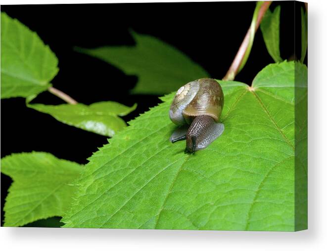 Macro Canvas Print featuring the photograph Snails Journey by Melissa Southern
