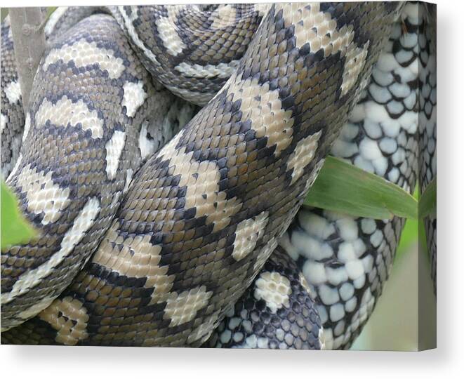 Carpet Python Canvas Print featuring the photograph Snake Art by Maryse Jansen