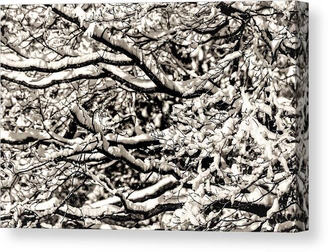 Snow Branch Tree B&w Canvas Print featuring the photograph Snow Branch by John Linnemeyer