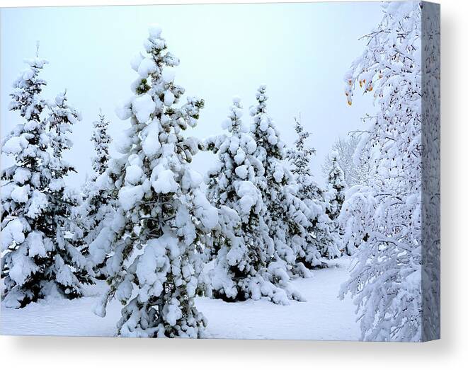 Evergreen Canvas Print featuring the photograph Snow Trees by Phil And Karen Rispin