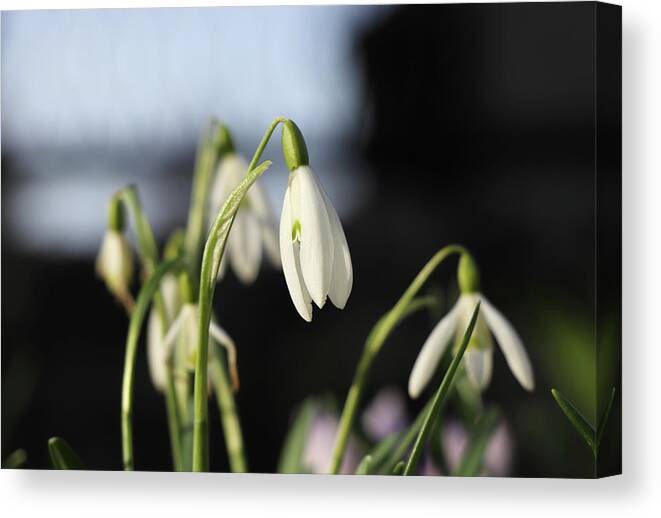 Misty Canvas Print featuring the photograph Snowdrop with extra tepals. Detail on one simple bloom with blurred background. Spring flowers in march-april months. Beginning of pollination, flowering. Abstract colours, white and green, black by Vaclav Sonnek