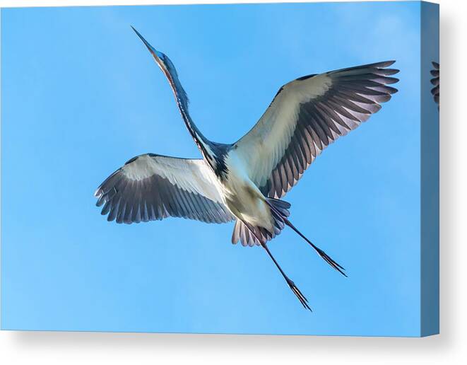 Bird Canvas Print featuring the photograph Soaring Tricolor Heron by Ginger Stein