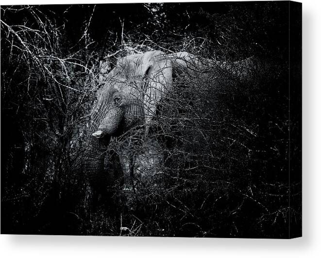 Africa Canvas Print featuring the photograph Solitude by Stefan Knauer