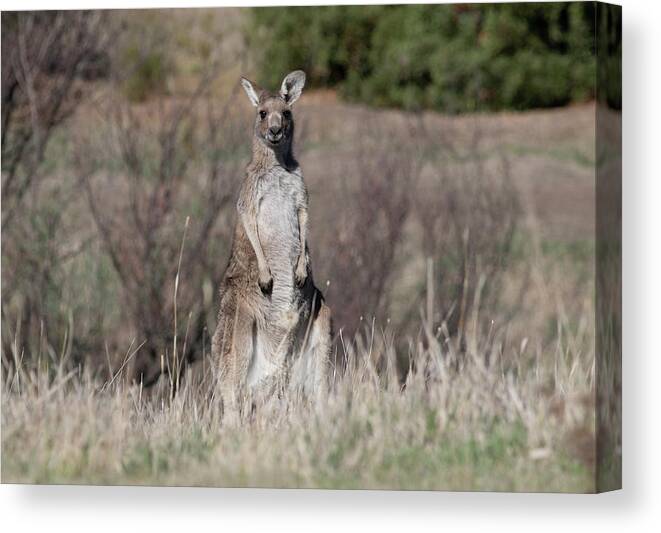 Kangaroo Canvas Print featuring the photograph Solo Watchout Duty by Masami IIDA