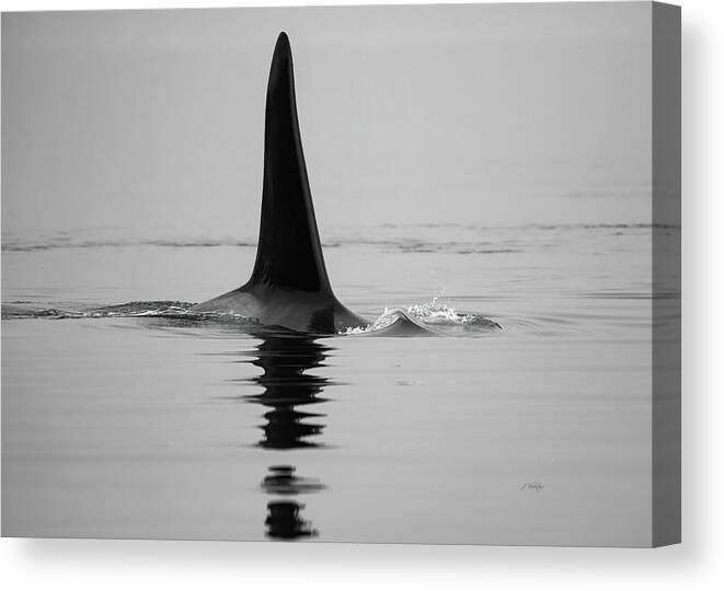 Solo Canvas Print featuring the photograph Solo - Whale Art by Jordan Blackstone