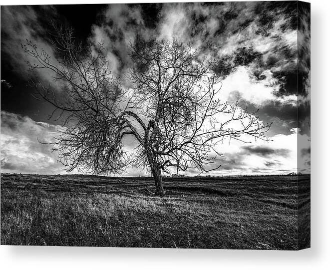 Tree Canvas Print featuring the photograph South Monochrome by Darcy Dietrich