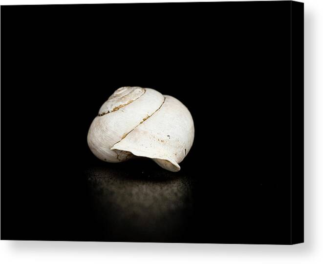 Black Canvas Print featuring the photograph Spiral Shell 2 by Amelia Pearn