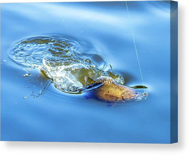 Fish Canvas Print featuring the photograph Sport Fishing Smallmouth Bass by Amelia Pearn