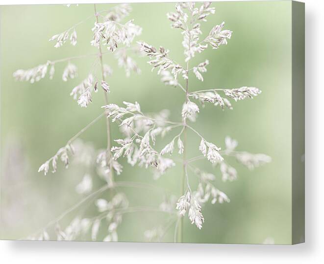 Flower Canvas Print featuring the photograph Spring Grasses Light Green by Amelia Pearn