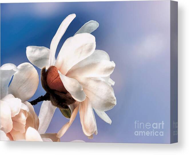 White Magnolia Canvas Print featuring the photograph Spring magnolia blossoms by Janice Drew