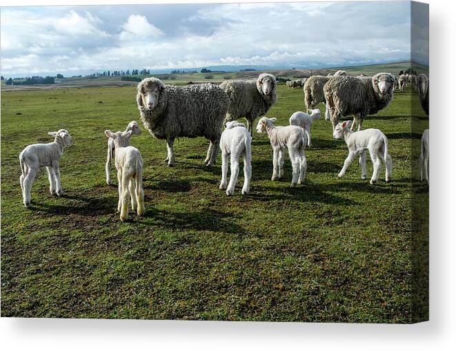 Sheep Canvas Print featuring the photograph Springtime Babies - High Country Sheep Muster, South Island, New Zealand by Earth And Spirit