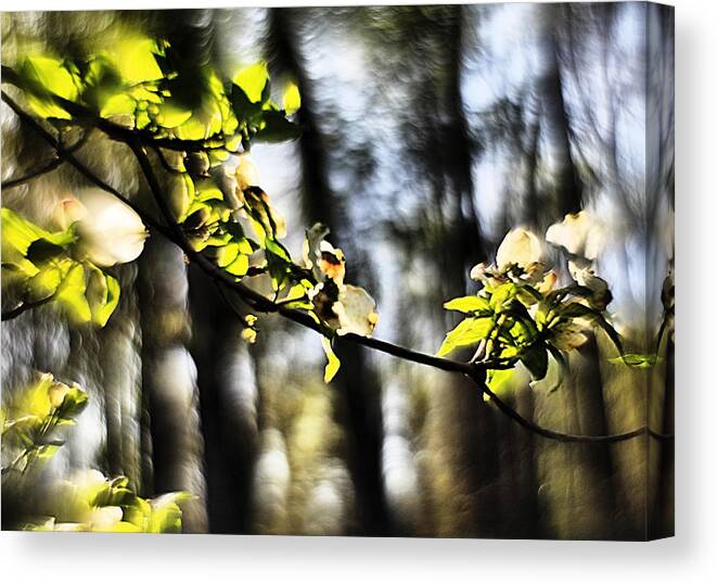 Impression Canvas Print featuring the photograph Dogwood Blossoms by a Forest - A Springtime Impression by Steve Ember