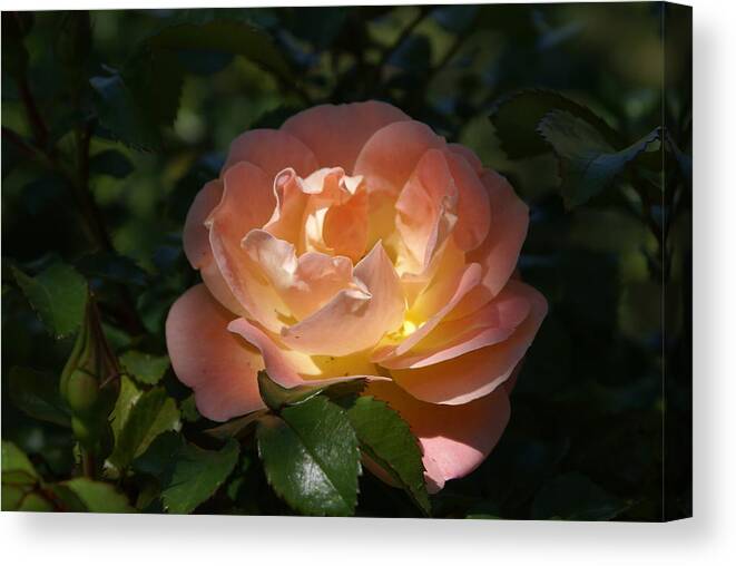 Canvas Print featuring the photograph Sun-kissed Rose by Heather E Harman