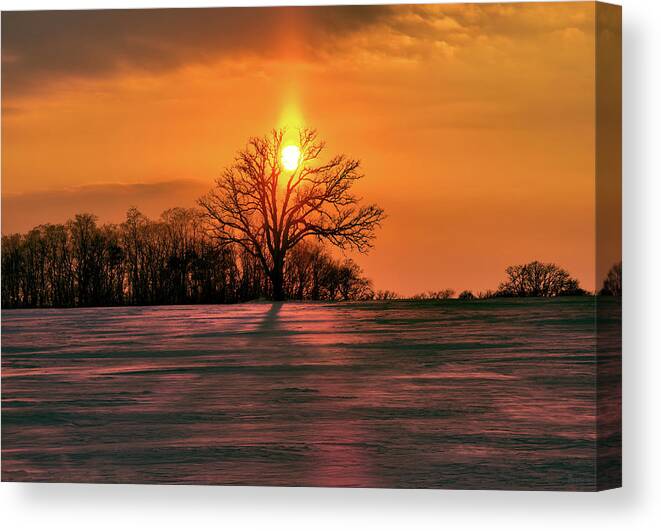 Oak Canvas Print featuring the photograph Suncatcher - sunset with sun pillar behind a solitary oak tree in winter WI field by Peter Herman