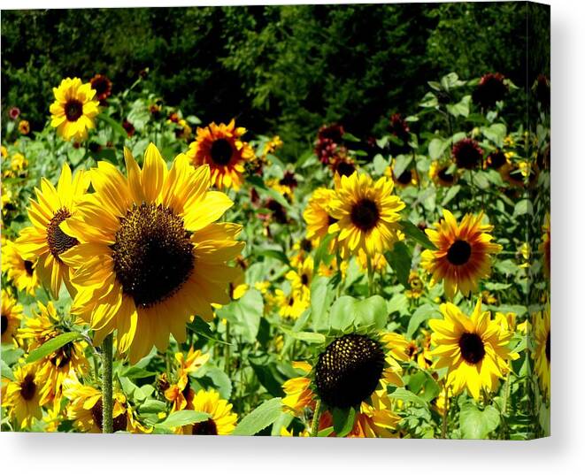 Sunflowers Canvas Print featuring the photograph Sunflower field by Lynn Hunt