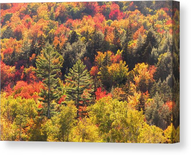 Fall Canvas Print featuring the photograph Sunlit by Keiko Richter