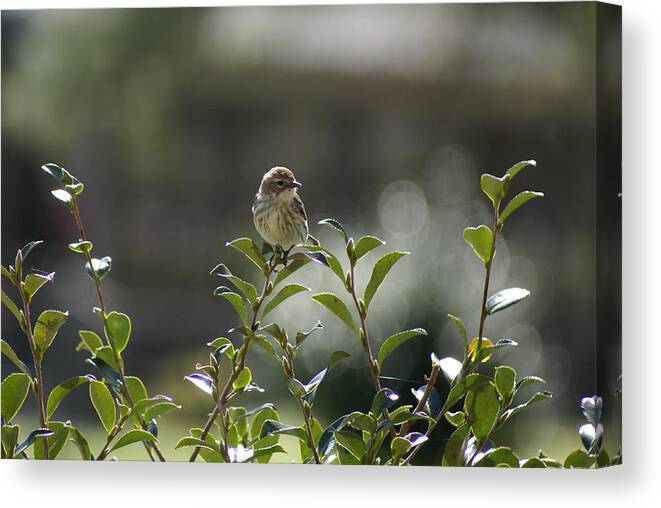  Canvas Print featuring the photograph Sunning Warbler by Heather E Harman