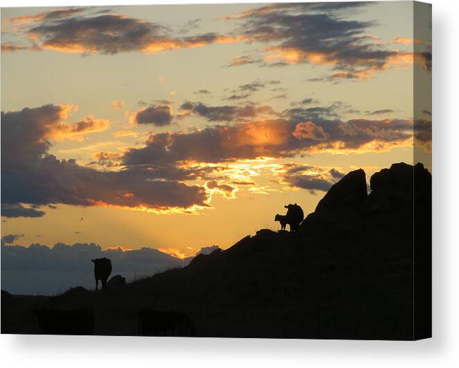 Cattle Canvas Print featuring the photograph Sunset Lullaby by Katie Keenan