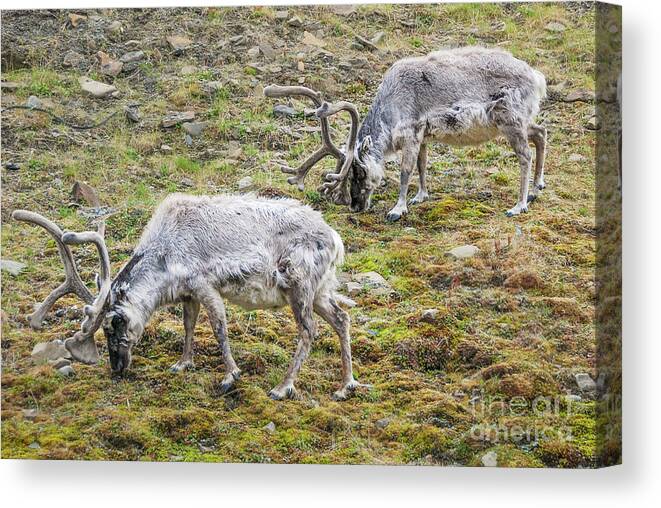 Reindeer Canvas Print featuring the photograph Svalbard Reindeer Pair on a Hillside by Nancy Gleason