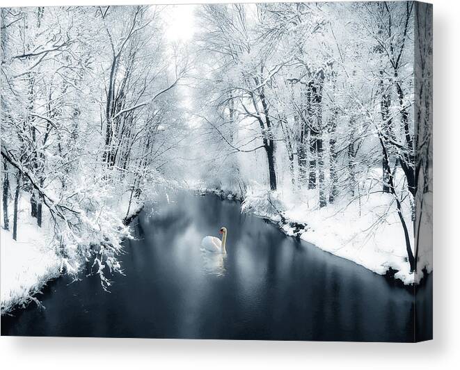 Winter Canvas Print featuring the photograph Swan Solo by Jessica Jenney