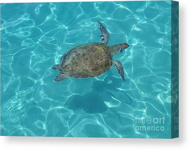 Sea Turtle Canvas Print featuring the photograph Swimming with the Turtles by Elena Pratt