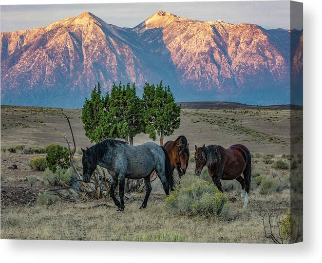 Horses Canvas Print featuring the photograph _t__1690 by John T Humphrey