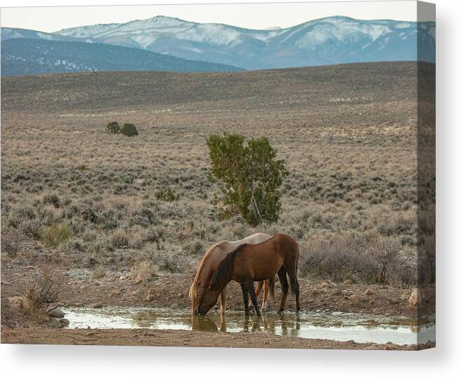  Canvas Print featuring the photograph _t__4422 by John T Humphrey