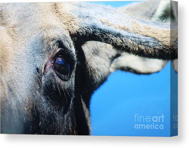 Alaska Canvas Print featuring the photograph The Eye of the Moose by Doug Gist