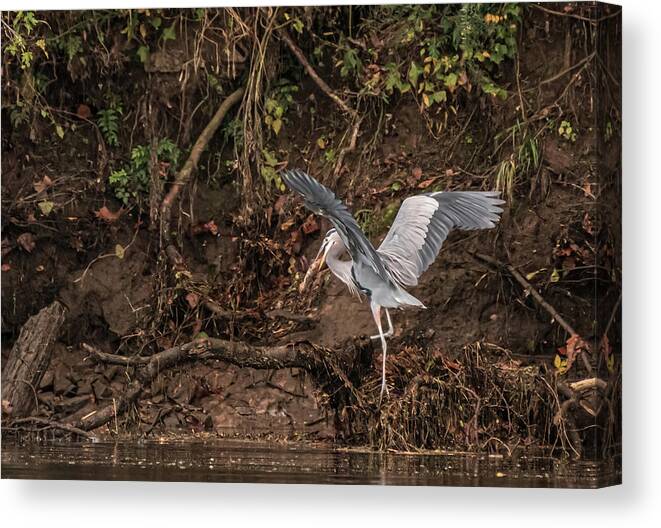 Heron Canvas Print featuring the photograph The Fisherman by DArcy Evans