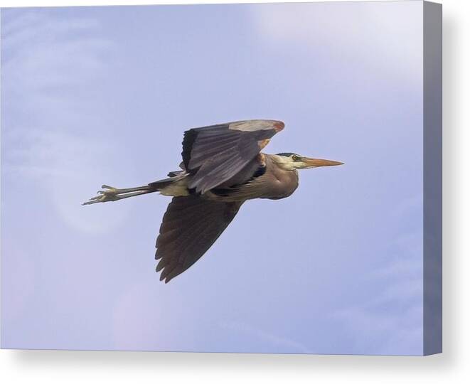 Photo Canvas Print featuring the photograph The Great Blue Heron by Matthew Adelman