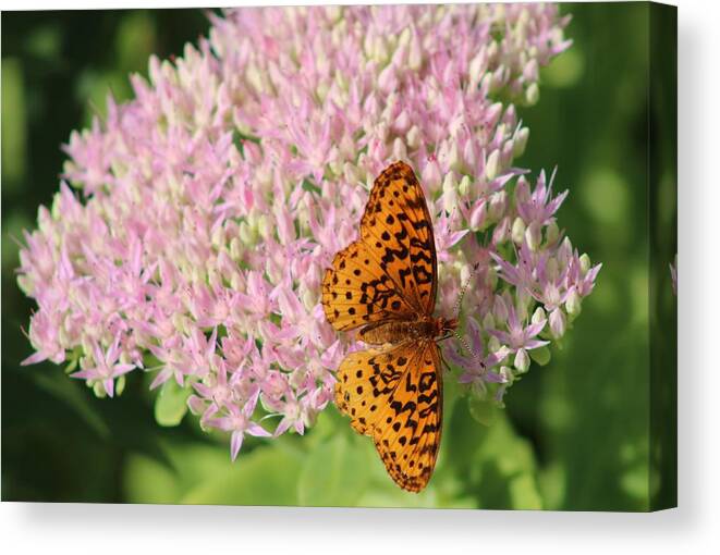 Flower Canvas Print featuring the photograph The Last Flower of Summer by Christopher Reed