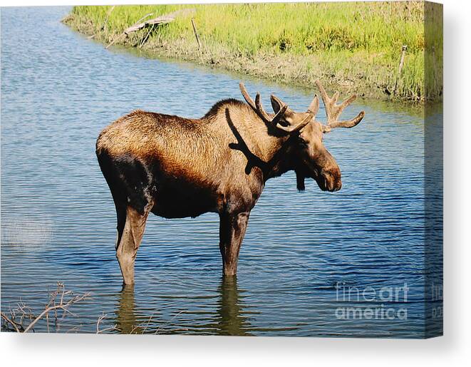 Alaska Canvas Print featuring the photograph The Moose by Doug Gist