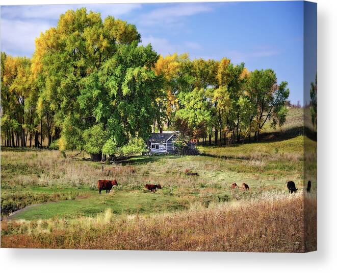 Abandoned Canvas Print featuring the photograph The Old Buchta Place - abandoned homestead on ND prairie with Simmental cattle grazing by Peter Herman
