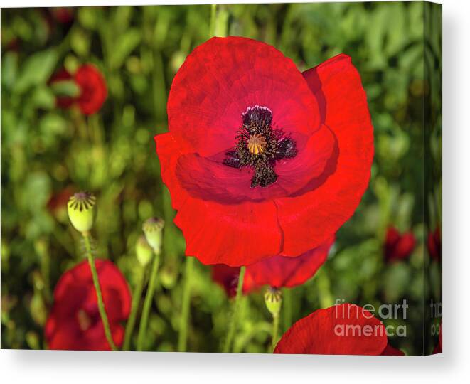Poppy Canvas Print featuring the photograph The poppy series #7 by Lyl Dil Creations