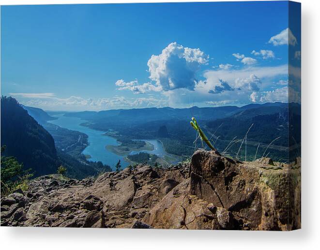 Animal Canvas Print featuring the photograph The Praying Mantis of Munra Point by Pelo Blanco Photo