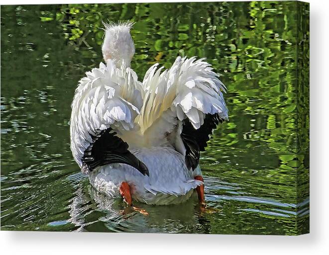 American White Pelican Canvas Print featuring the photograph The South End Of A Northbound Bird by HH Photography of Florida