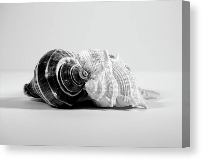 Seashells Canvas Print featuring the photograph Three Seashells by Angie Tirado