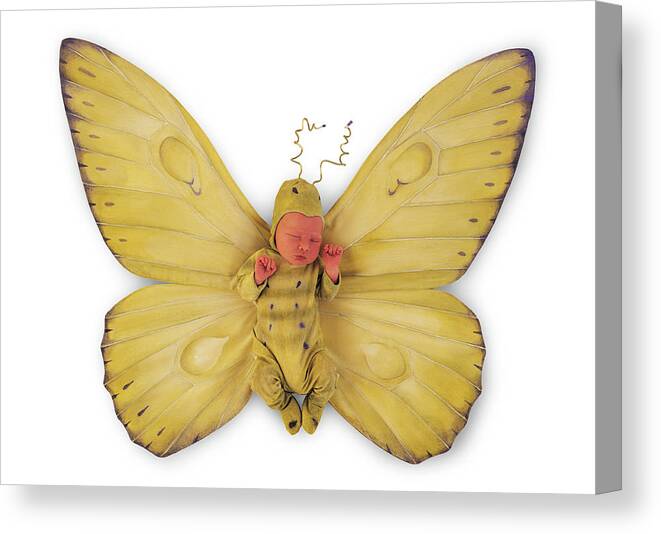 Butterfly Canvas Print featuring the photograph Tiny Butterfly #8 by Anne Geddes