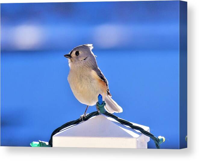 - Tufted Titmouse 3 Canvas Print featuring the photograph - Tufted Titmouse 3 by THERESA Nye