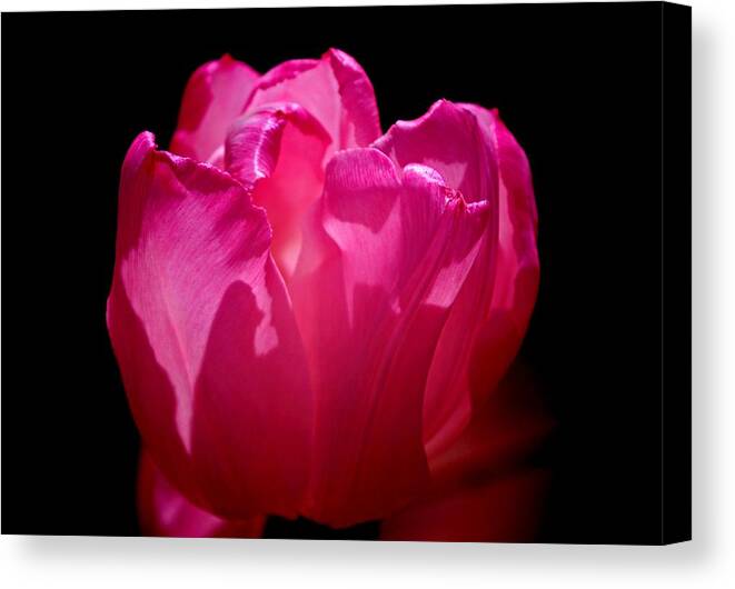 Whispers Of The Heart! Canvas Print featuring the photograph Tulip beauty by Bess Carter