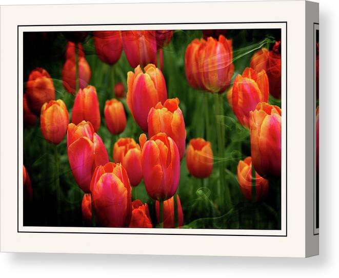 Tulips Canvas Print featuring the photograph Tulip Field Beauty by Michelle Liebenberg