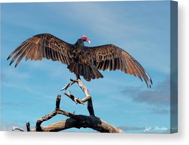 Adult Canvas Print featuring the photograph Turkey Vulture Perched in a Dead Tree by Jeff Goulden