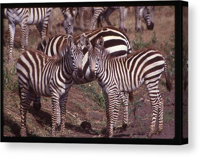 Africa Canvas Print featuring the photograph Two Curious Young Zebras by Russel Considine